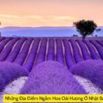 Những Địa Điểm Ngắm Hoa Oải Hương Ở Nhật Bản