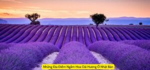 Nhung Dia Diem Ngam Hoa Oai Huong O Nhat Ban